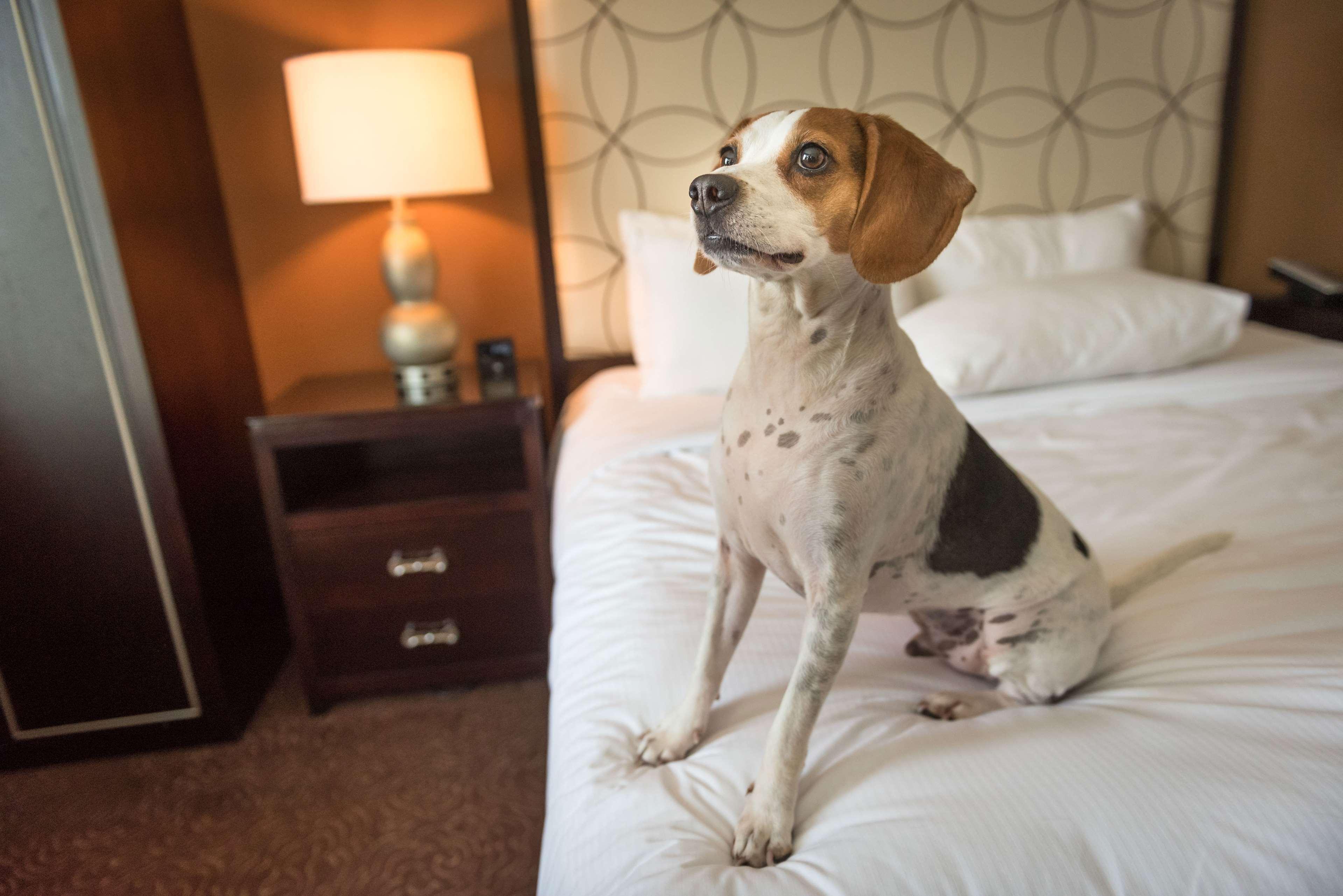 Hilton Baton Rouge Capitol Center Hotel Екстериор снимка
